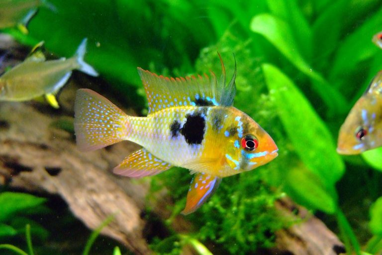 butterfly cichlid, barch, cichlid-385393.jpg