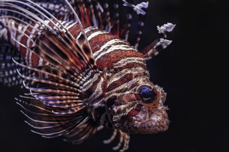 lionfish, fish, sea-4482131.jpg